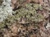 Rinodina archaea Rinodina archaea