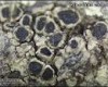 Rinodina exigua Rinodina exigua