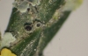 Rinodina pyrina Rinodina pyrina
