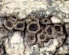 Rinodina septentrionalis Rinodina septentrionalis