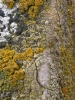 Scoliciosporum chlorococcum (Graewe ex Stenh.) Vezda