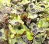 Solorina saccata (L.) Ach.