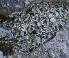 Squamarina cf. gypsacea
