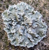 Squamarina concrescens (Mll. Arg.) Poelt