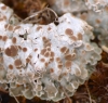 Squamarina lentigera (Weber) Poelt