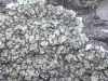 Squamarina oleosa (Zahlbr.) Poelt