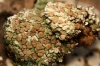 Squamarina cartilaginea (With.) P. James