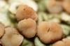 Squamarina cartilaginea (With.) P. James