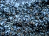 Squamarina cartilaginea (With.) P. James