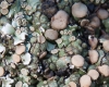 Squamarina cartilaginea (With.) P. James