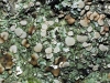 Squamarina cartilaginea Squamarina cartilaginea