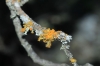 Teloschistes chrysophthalmus Teloschistes chrysophthalmus
