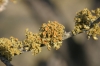 Teloschistes chrysophthalmus (L.) Th. Fr.