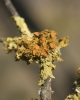 Teloschistes chrysophthalmus (L.) Th. Fr.