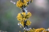 Teloschistes chrysophthalmus (L.) Th. Fr.