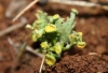 Teloschistes chrysophthalmus (L.) Th. Fr.