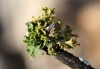 Teloschistes chrysophthalmus (L.) Th. Fr.