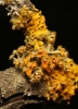 Teloschistes chrysophthalmus (L.) Th. Fr.