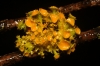 Teloschistes chrysophthalmus (L.) Th. Fr.