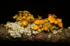 Teloschistes chrysophthalmus (L.) Th. Fr.