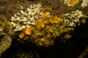 Teloschistes chrysophthalmus (L.) Th. Fr.