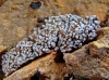 Toninia aff. opuntioides (Vill.) Timdal