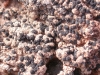 Toninia albilabra (Dufour) H. Olivier