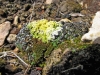 Toninia aromatica y Fulgensia sp Toninia aromatica y Fulgensia sp
