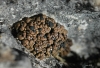 Toninia cf. tristis Toninia cf. tristis