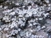 Toninia diffracta (A. Massal) Zahl.