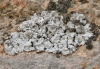Toninia candida (Weber) Th. Fr.