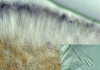 Toninia candida (Weber) Th. Fr.