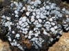 Toninia cf. sedifolia Toninia cf. sedifolia