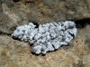 Toninia sedifolia (Scop.) Timdal