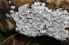 Toninia sp. Toninia sp.