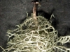 Usnea glabrescens Usnea glabrescens