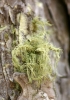 Usnea hirta (L.) Weber ex Wigg.