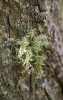 Usnea hirta (L.) Weber ex Wigg.