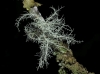 Usnea sp. Usnea sp.