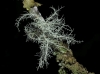 Usnea sp.