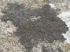 Verrucaria macrostoma Dufour ex DC. (1805)