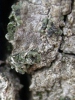 Waynea stoechadiana (Abassi & Cl.Roux) Cl. Roux & Clerc y Gyalecta sp.