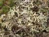 Xanthoparmelia camtschadalis Xanthoparmelia camtschadalis