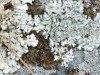 Xanthoparmelia delisei Xanthoparmelia delisei