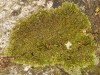 Xanthoparmelia gr. pulla Xanthoparmelia gr. pulla