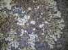 Xanthoparmelia mougeotii Xanthoparmelia mougeotii