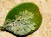 Xanthora parietina Xanthora parietina