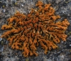 Xanthoria elegans (Link.) Th. Fr.