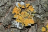 Xanthoria parietina Xanthoria parietina