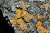 Xanthoria parietina Xanthoria parietina